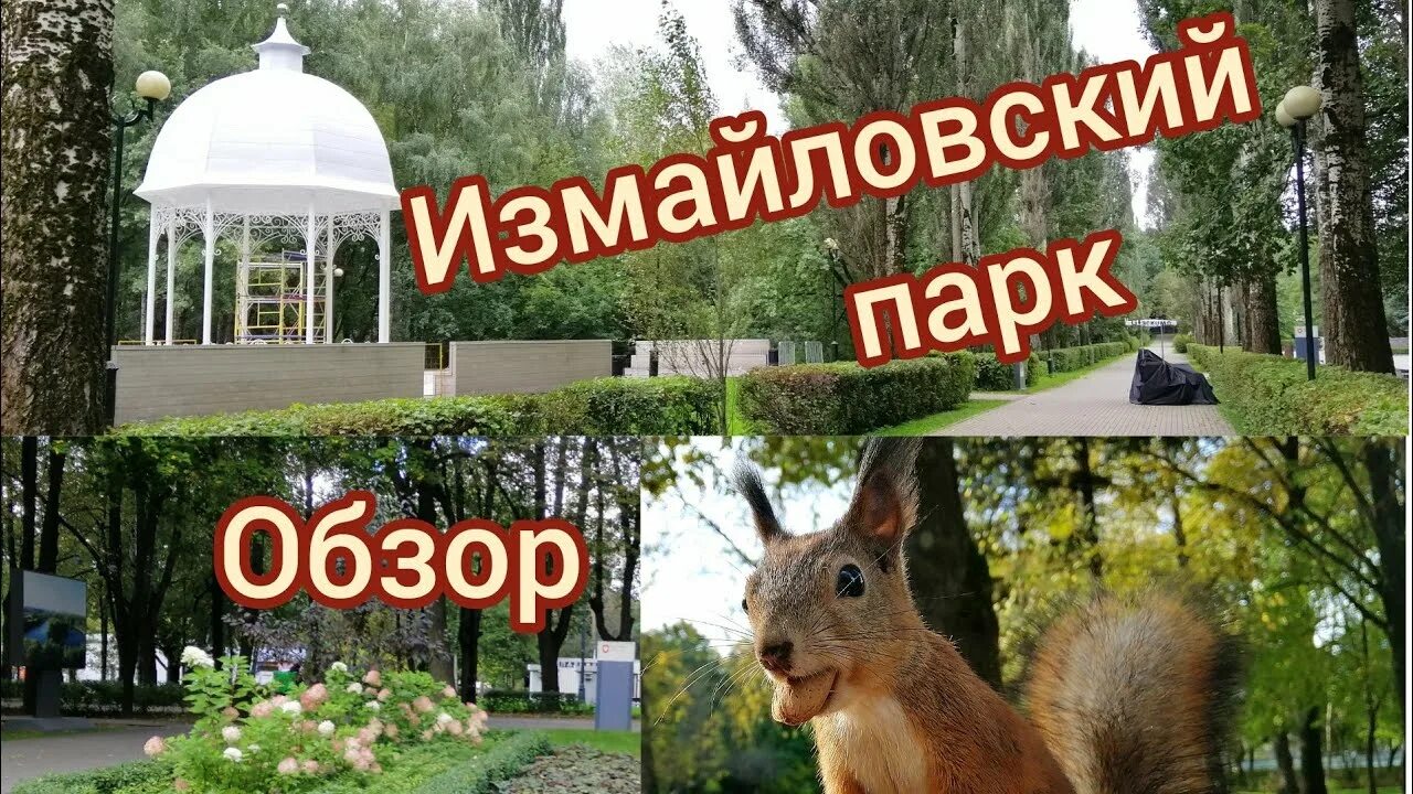 Белки в москве где. Измайловский парк Москва белки. Белки в Измайловском парке. Парк где есть белки в Москве. Ресторан лето Измайловский парк.