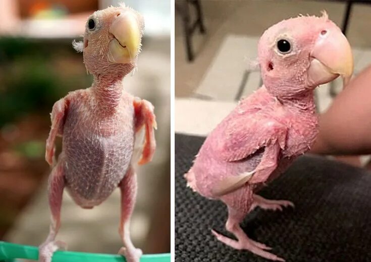 Человек животное без перьев