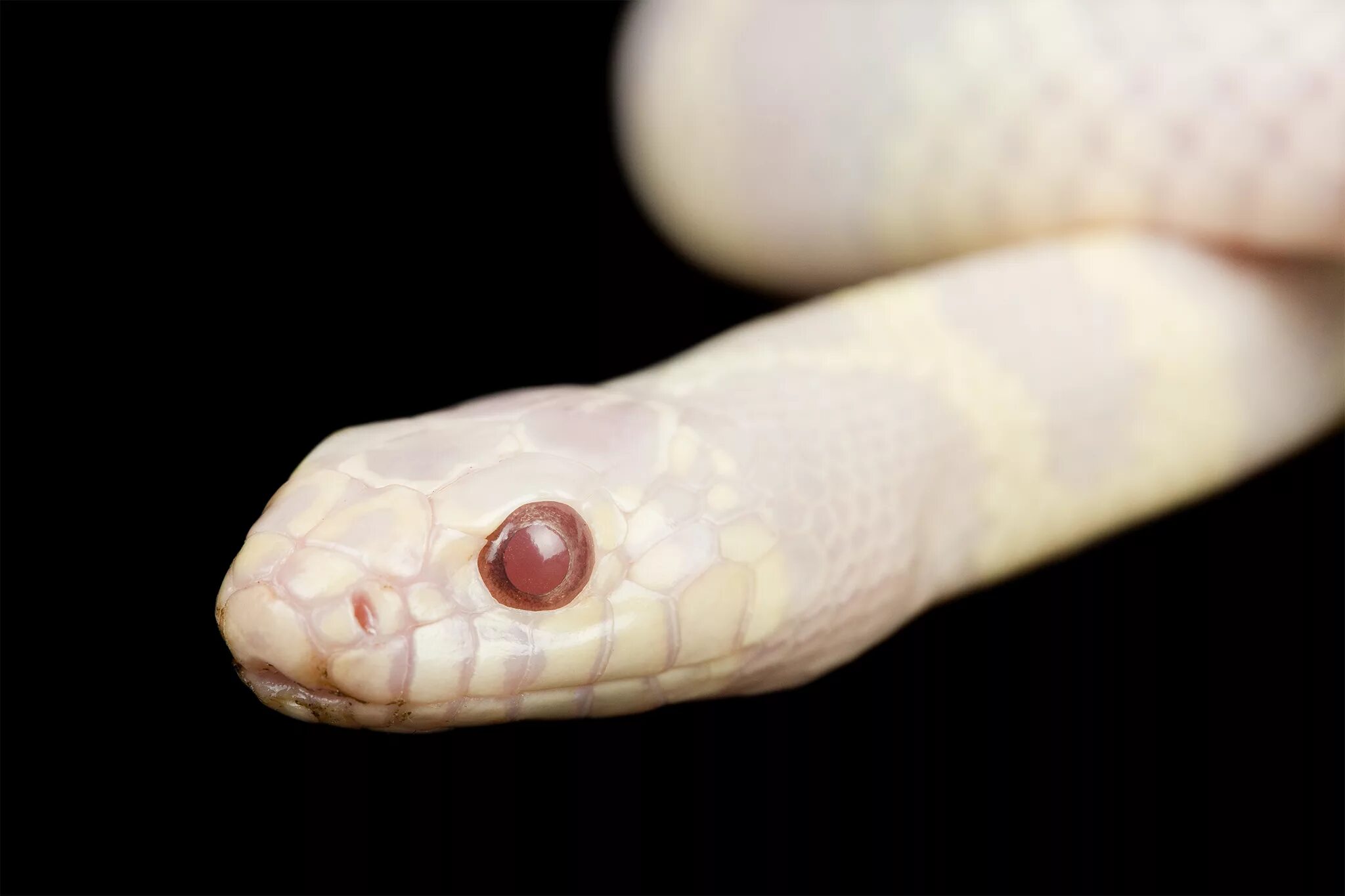 белый уж. альбинизм у животных. змея полоз альбинос. королевская змея калифорнийская albino. техасский полоз.