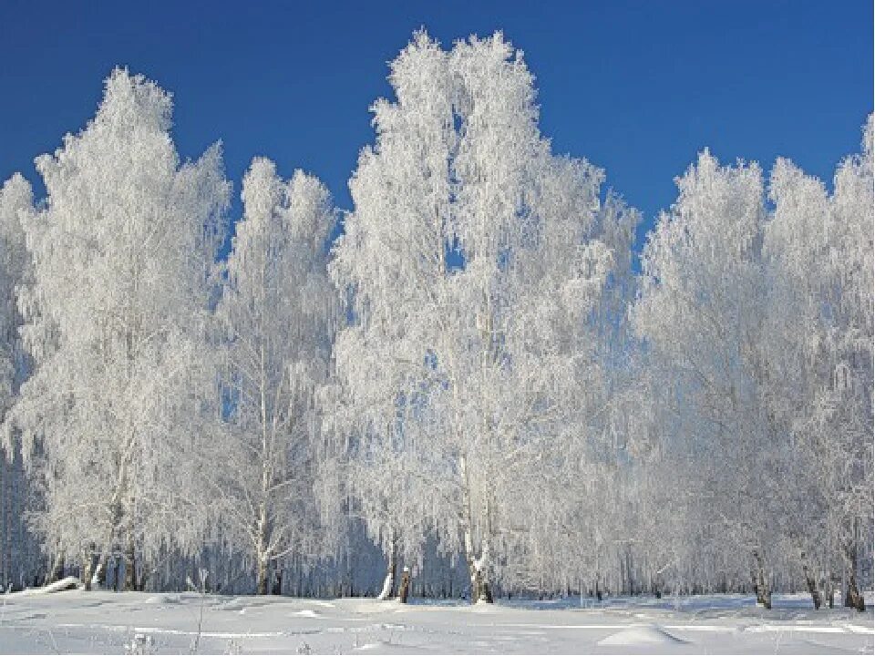 Все деревья в белых