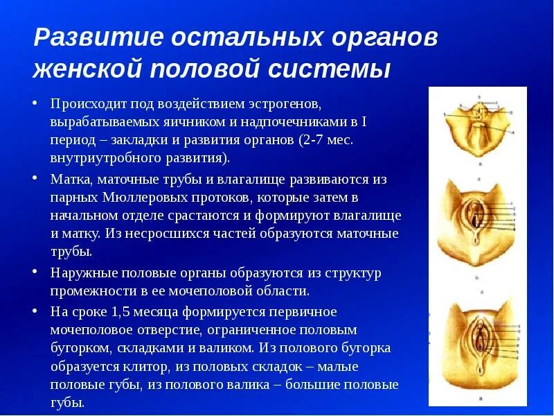 Развитие органов женской половой системы. Наружные половые органы девочки. Строение половых органов у девочек. Женские наружные половые губы. Большие малые половые губы.