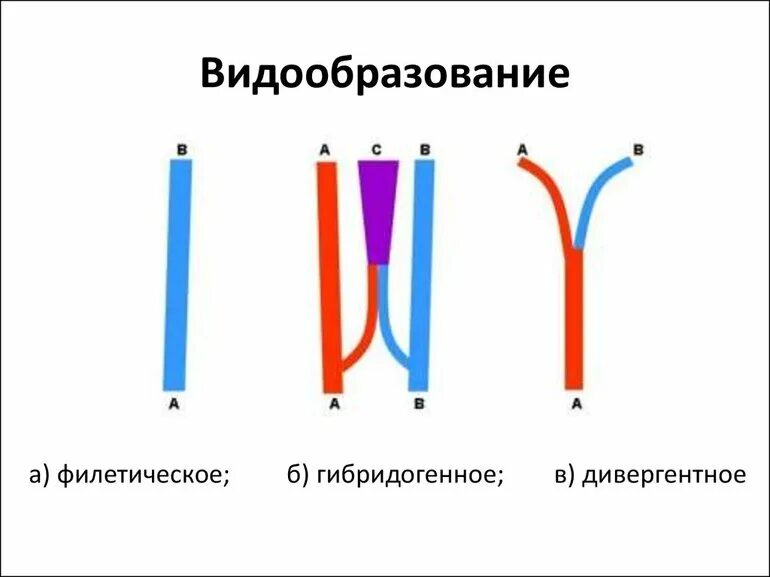 Какой тип видообразования. Филетическое видообразование лошади. основные пути видообразования. видообразование филетическое гибридогенное и дивергентное. схема три основных способа видообразования.