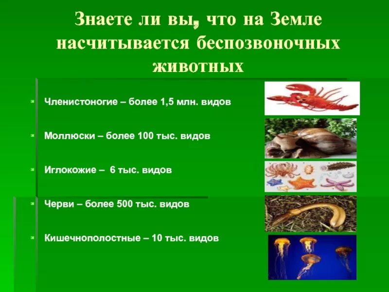 Беспозвоночные животные презентация. Доклад про беспозвоночных. Презентация на тему безпозвозвоночные животные. Презентация по биологии беспозвоночные.