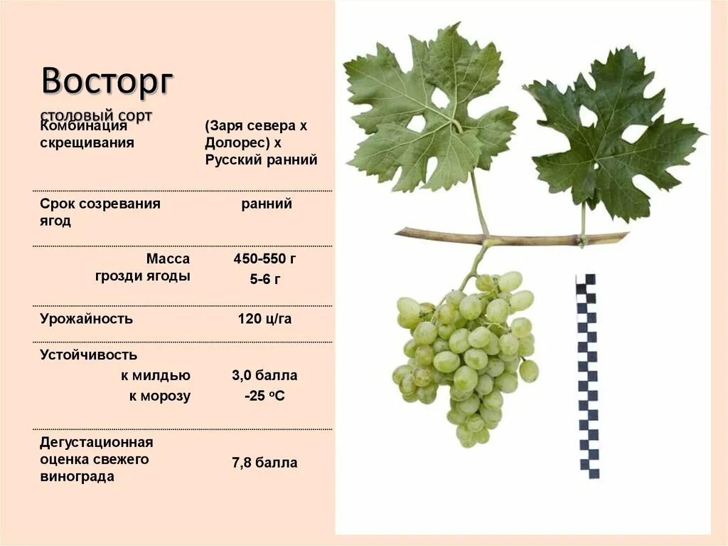 Как отличить сорта. Виноградный сорт Шардоне. Сорт винограда по листу. Шардоне сорт винограда характеристика. Кульджинский виноград.