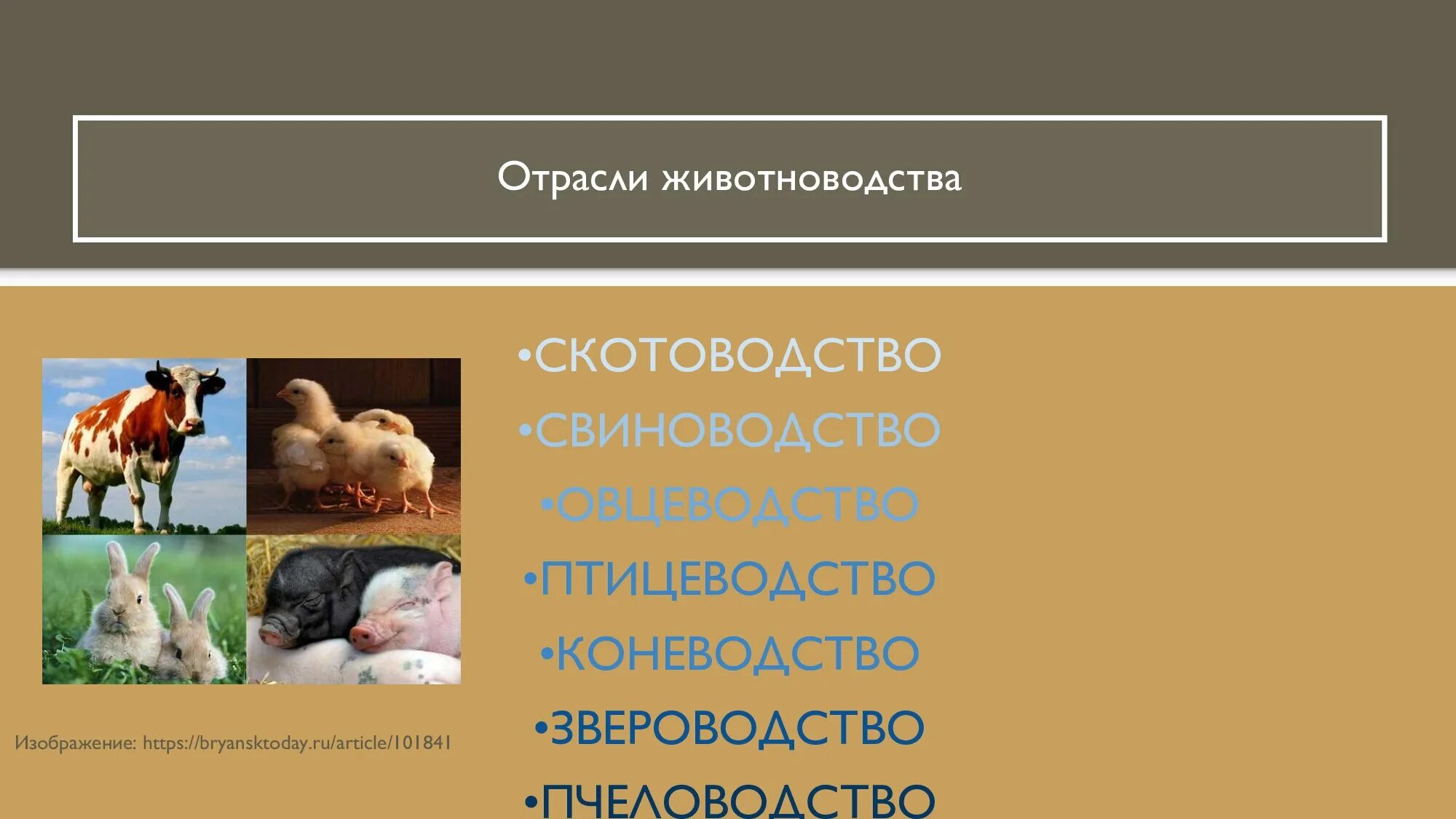 Направление животноводства в россии. Отрасли животноводства. Отраслижовотноводства. Скотоводство отрасль животноводства. Отрасли отрасли животноводства.