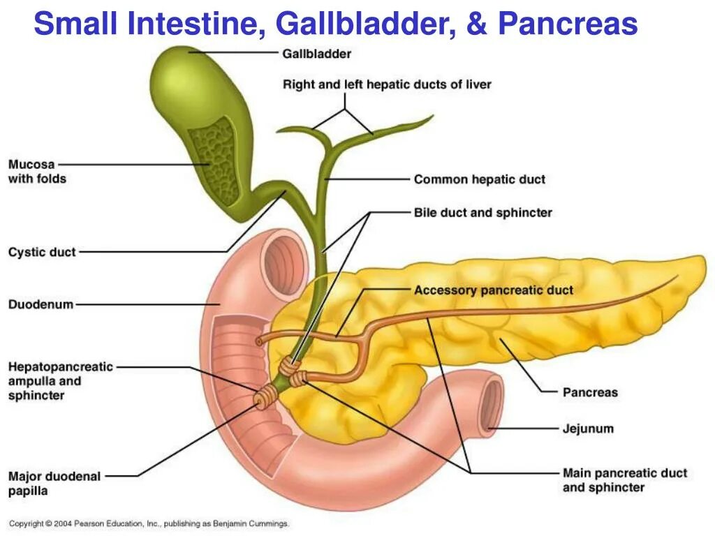 В двенадцатиперстную кишку открываются протоки печени. All Sphincters of the Biliary System.