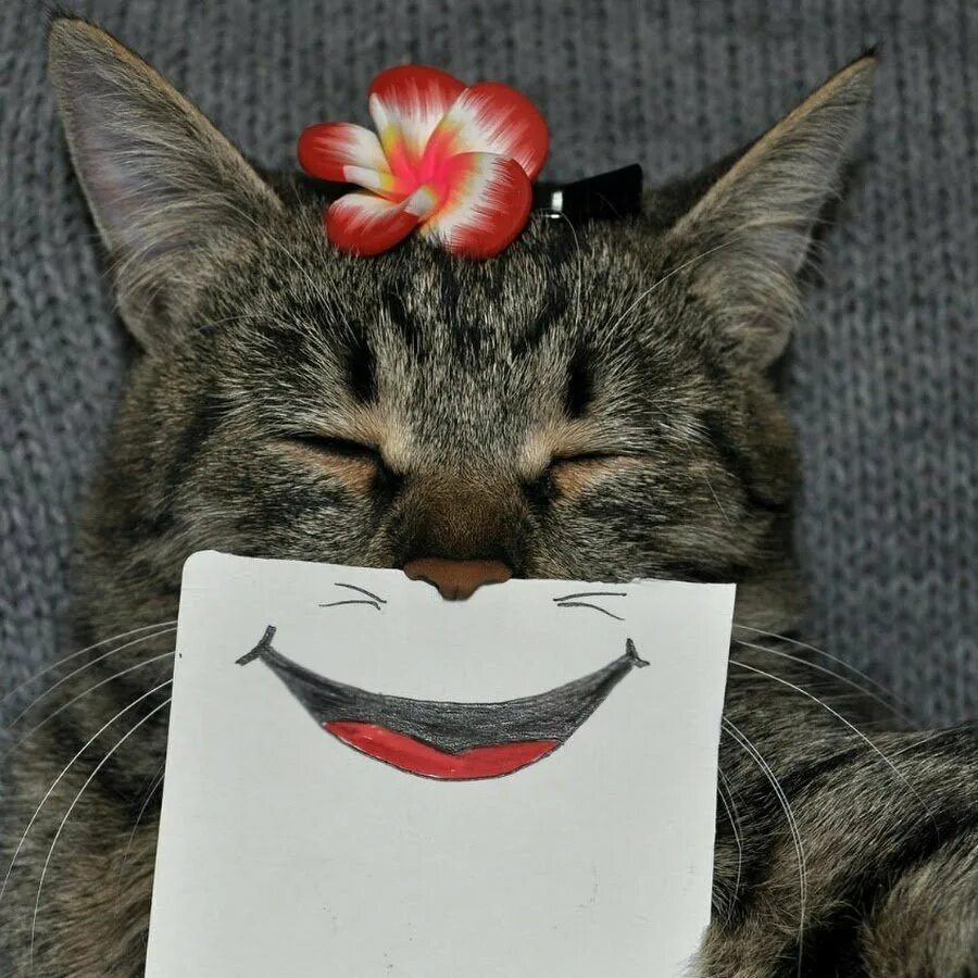 Утро среды прикольные смешные. Смешные коты. Веселый кот. Открытки с котами прикольные. Среда котики.