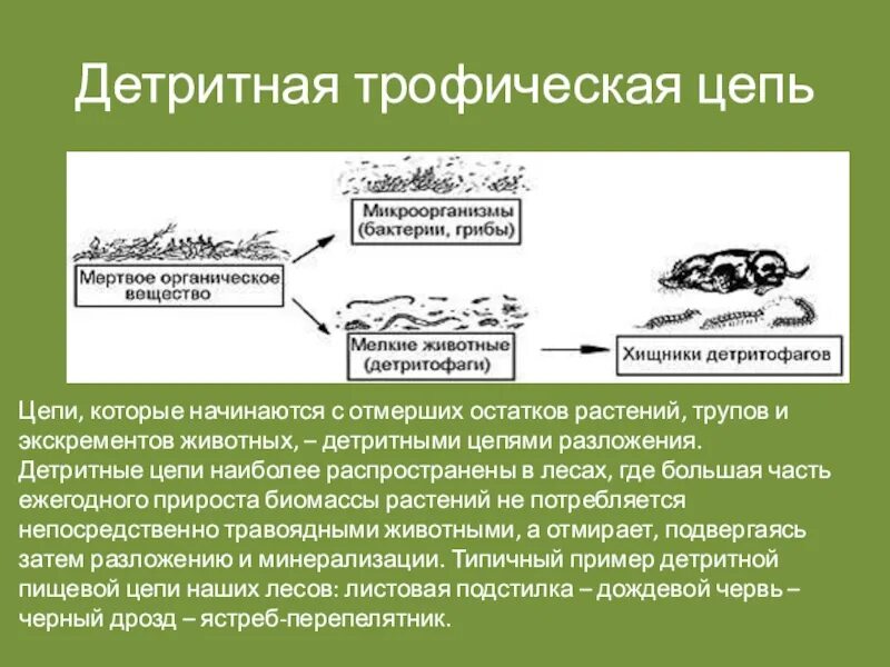 Приведите примеры детритных пищевых цепей. Цепи разложения детритные. Детритная цепь. Примеры детритной пищевой цепи. Цепь разложения детритная.