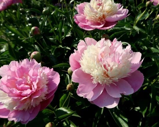Peony 'Sorbet' Пионы, Цветы, Любимые цвета