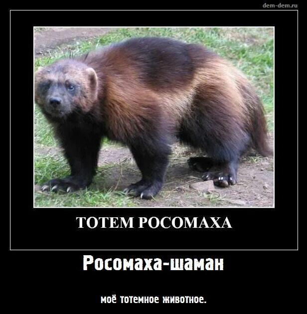 тотем росомахи медальон. тотем росомаха. росомаха референс. тотем росомаха. росомаха животное арт.