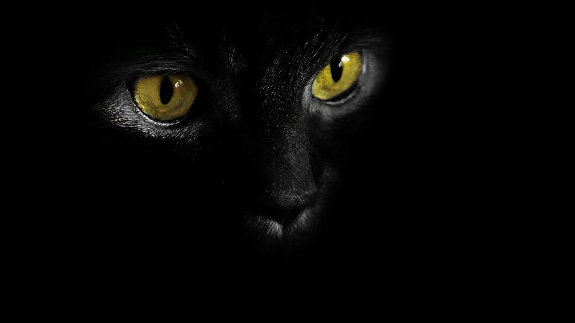 Лицо черного кота. Черная кошка. морда черного кота в темноте. желтые глаза в темноте. черный кот в темноте.