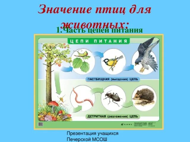 Значение птиц биология 7 класс. Цепь разложения биология. Цепь выедания и цепь разложения. Значение птиц. Пример цепи выедания и разложения.