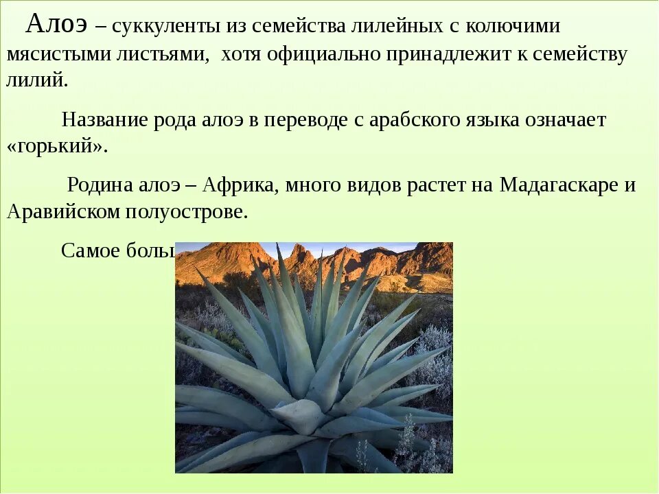 Aloe перевод
