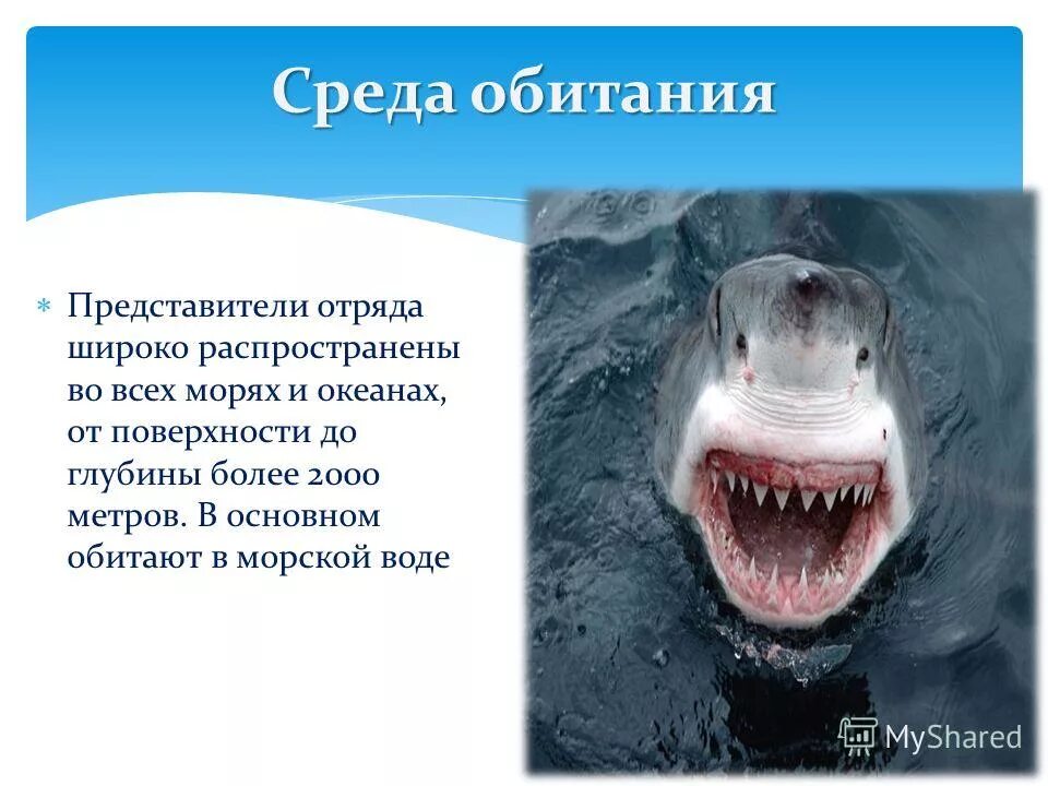 Условия обитания акулы. Рифовые акулы на мальдивах. Акула среда обитания водная. Подводный мир акулы. Акула среда обитания водная.