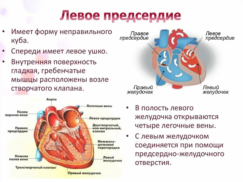 Строение левого предсердия