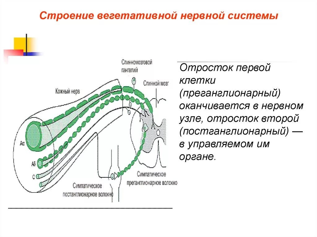 Строение нервного узла. Вегетативный ганглий, клетки Догеля. Строение вегетативного нервного узла. Строение ВНС. Строение вегетативной нервной системы.