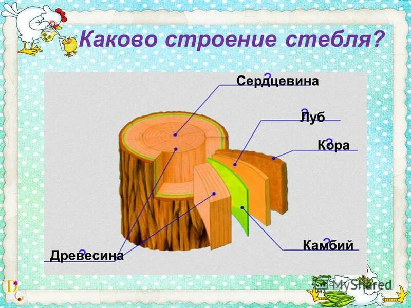 Презентация на тему строение стебля. Презентация на тему строение стебля. Строенистебля егэ биология. Внутреннее строение стебля лубяные волокна. Презентация на тему строение стебля.