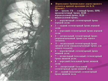 Доли бронхов