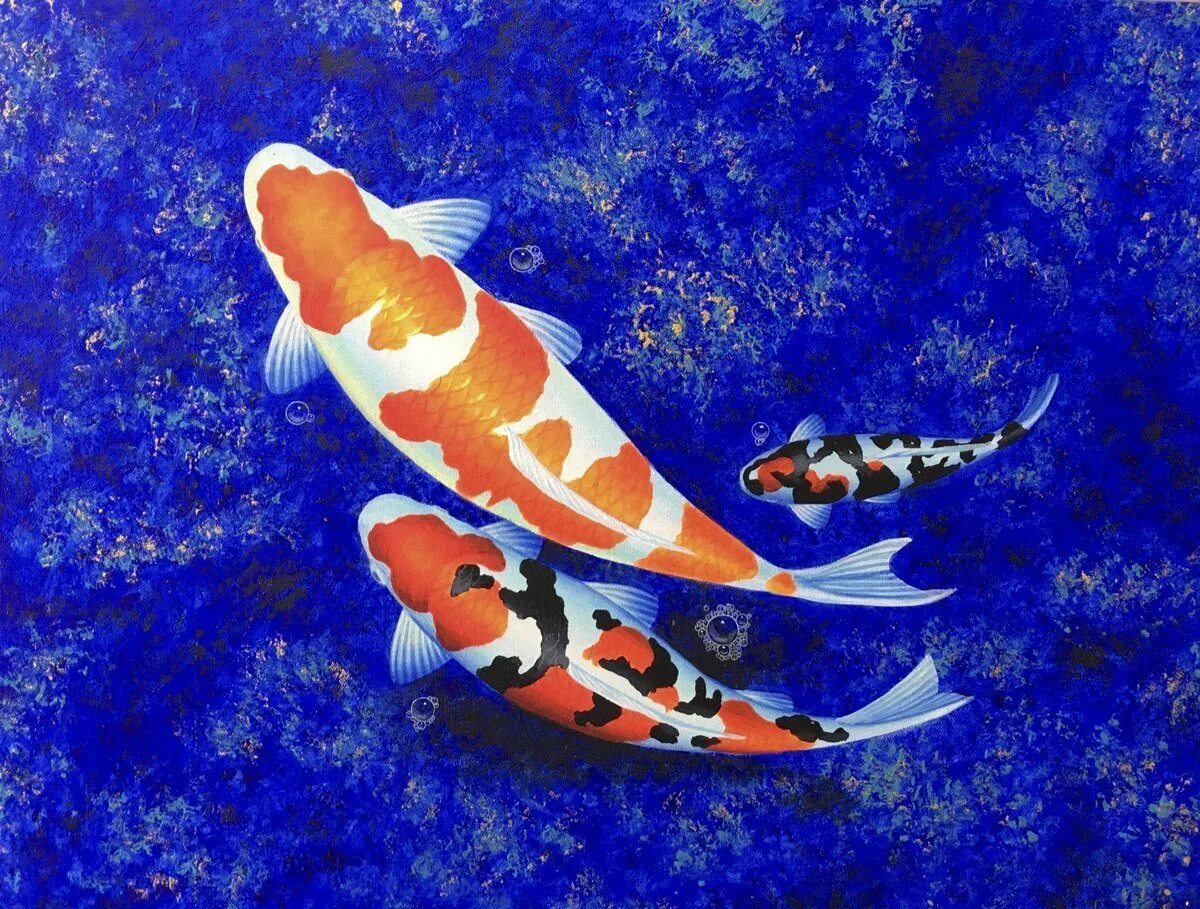 Рыбки кои. Парчовый карп. Карпы кои. Синь коя. Рыбка синий.