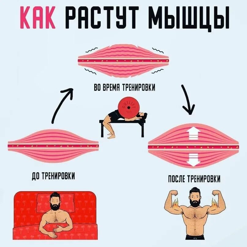 Сколько отдыхать мышцам после тренировки. Мышцы после тренировки. Восстановление мышц после тренировки. Мышечные волокна после тренировки. Болят мышцы после тренировки.