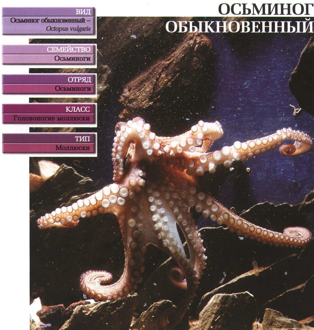К какому виду относится осьминог. Систематика осьминога обыкновенного. тип осьминога обыкновенного. систематическое положение осьминога. классификация осьминога обыкновенного.