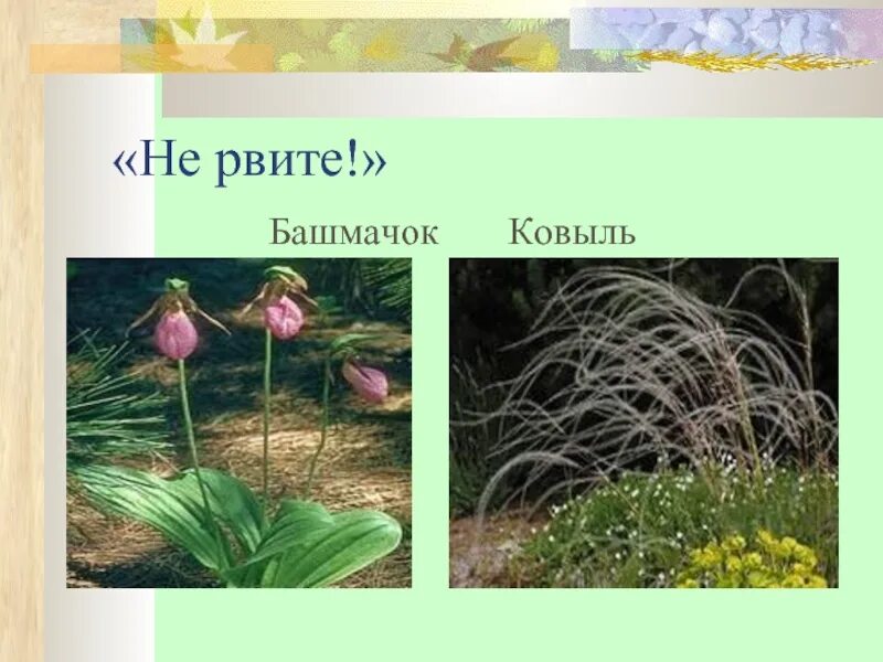Рассмотрите фотографии растений. Ковыль,Ландыш. Редкие растения башмачок, ковыль,Гнездоцветка. Изображение Коваля ландыша тюльпана. Изображение ковыля ландыша тюльпана Венерина башмачка.