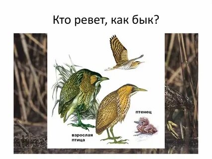 Цапля а ревет как бык 4 буквы