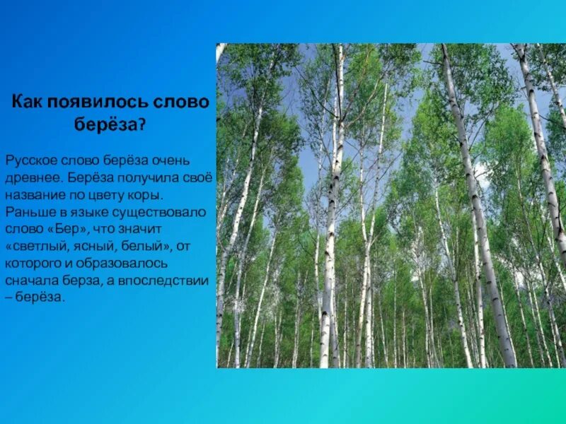 На березке появились. Береза для презентации. Русская береза символ Родины моей. Березка для презентации. Интересное про березу.