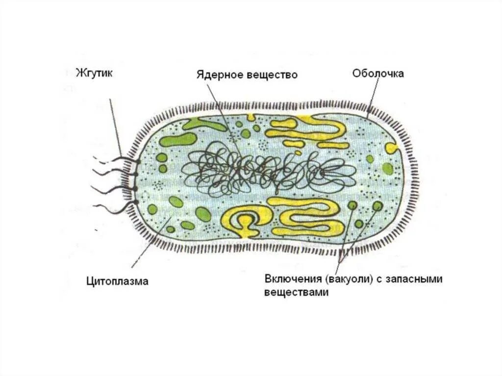 Как изменится количество живых клеток бактерий. Строение прокариотической клетки бактерии. Строение бактериальной клетки 6 класс биология. Строение бактериальной клетки 5 класс биология. Строение бактериальной клетки 5-6 класс биология.