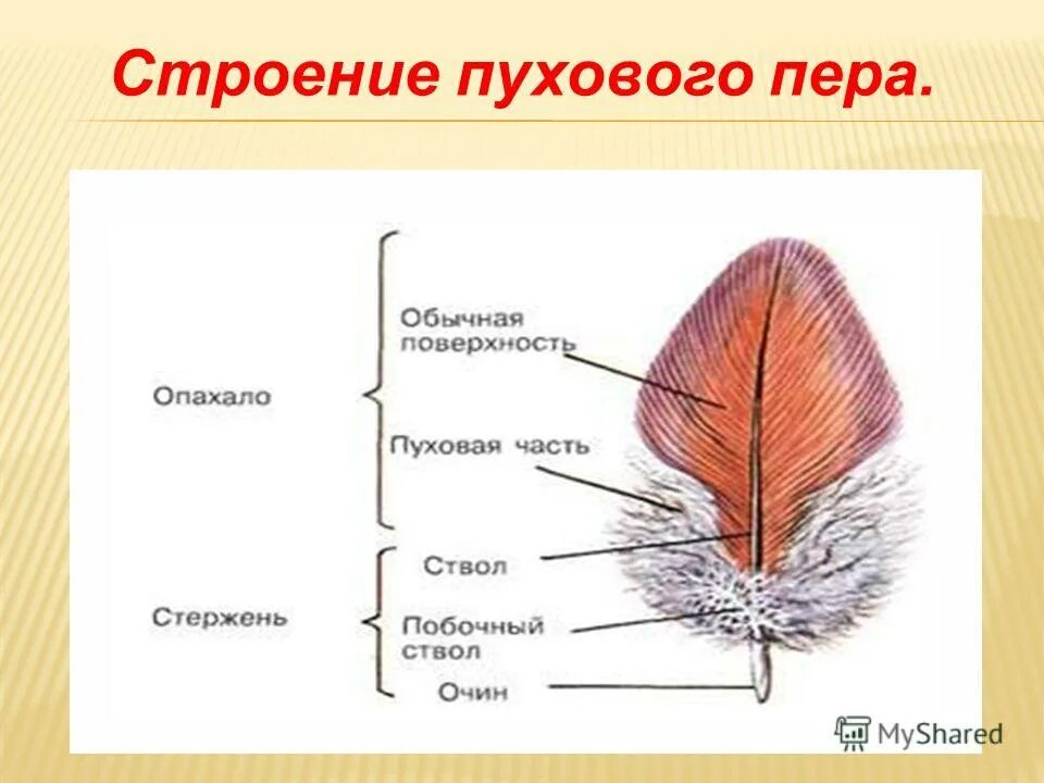 Пуховое перо птицы строение. Строение перьев птиц пуховое перо. Пуховое перо название его частей. Пуховое перо схема строения. Значение пухового пера