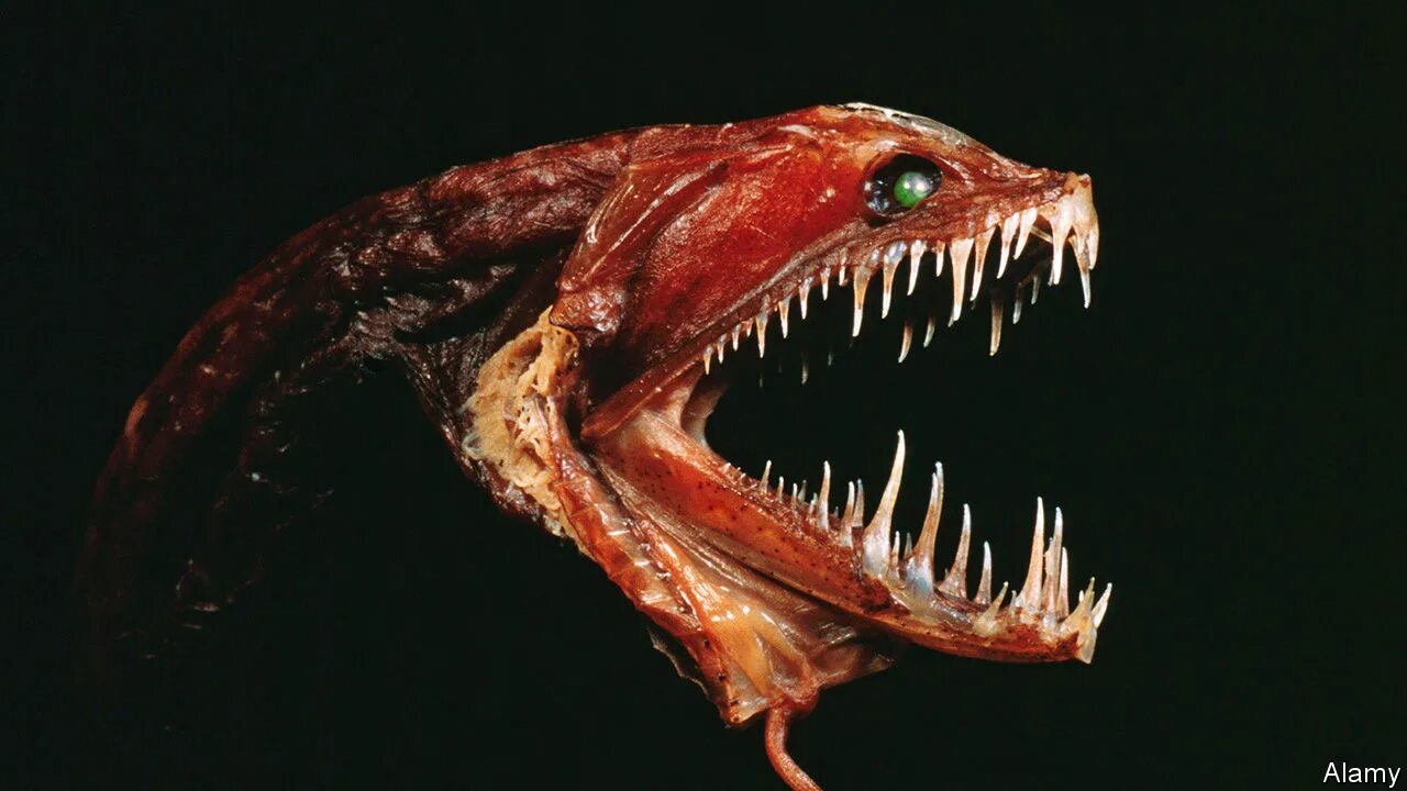 хаулиод обыкновенный. рыба удильщик. глубоководная зубастая рыба. страшные морские обитатели. глубоководные обитатели марианской впадины.