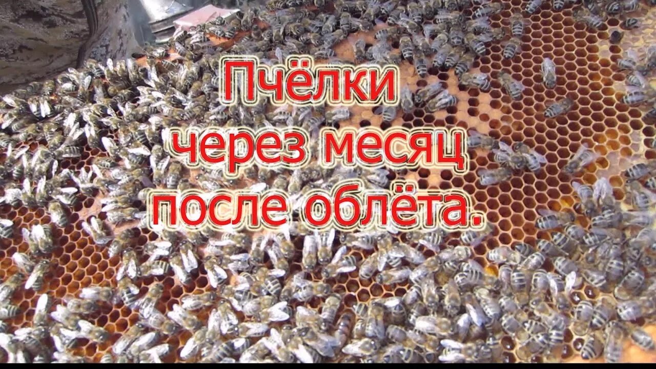 Пчелы после облета. Пчелиный облет. облет матки пчелы. пасека вывод маток. зимовки пчел облет.