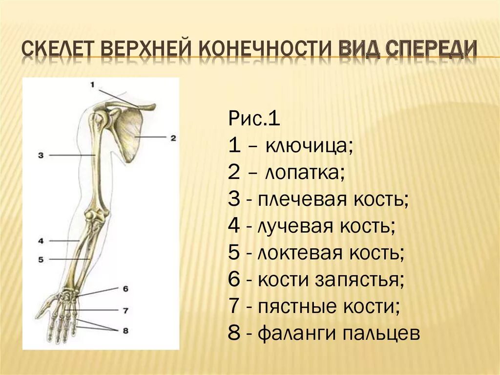 Тема скелет конечностей. Три отдела скелета верхней конечности. Плечевой пояс и скелет верхних конечностей. Плечевая кость анатомия верхняя. Строение пояса верхних конечностей.
