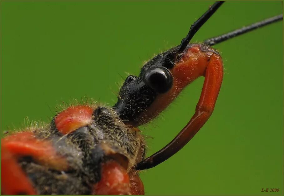 Жуком поцелуем. Триатомовые клопы. Клоп шагаса. Триатомовые клопы. Жук шагаса.