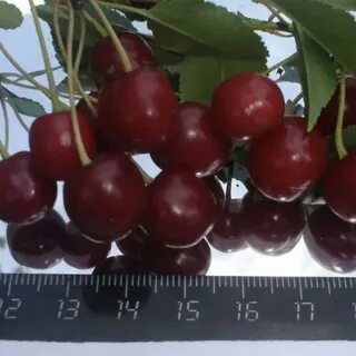 Вишня маяк описание сорта отзывы