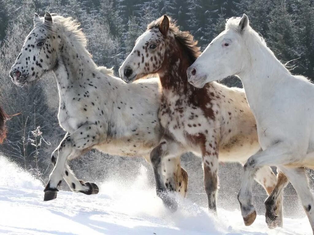 Пестрая зима. Лошади породы Кнабструппер. Лошадь породыкнабструпер. Кнабструппер лошадь серая. Аппалуза лошадь.