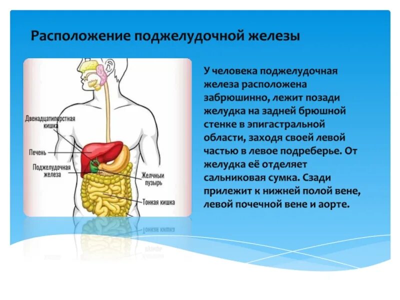 С какой стороны печень слева или справа