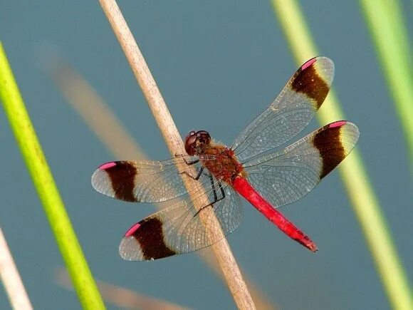 Стрекоза перевязанная - Sympetrum pedemontanum. Дозорщик-Император (Anax Imperator). Стрекоза перевязанная красная книга. Сжатобрюх перевязанный.