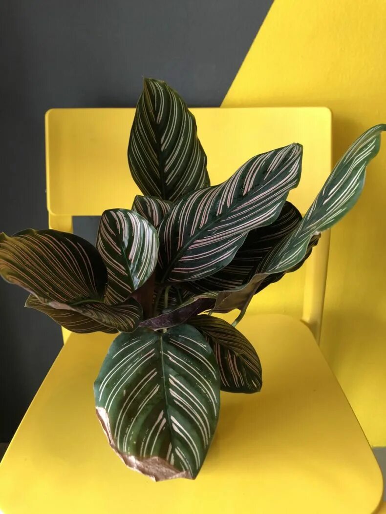 Калатеи виды и сорта фото