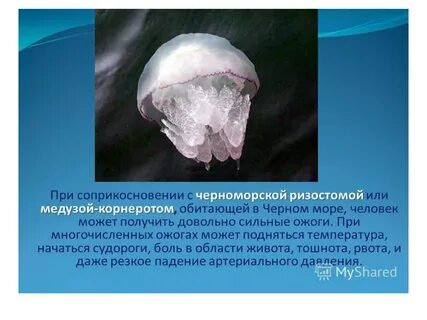 Медуза корнерот развитие с метаморфозом