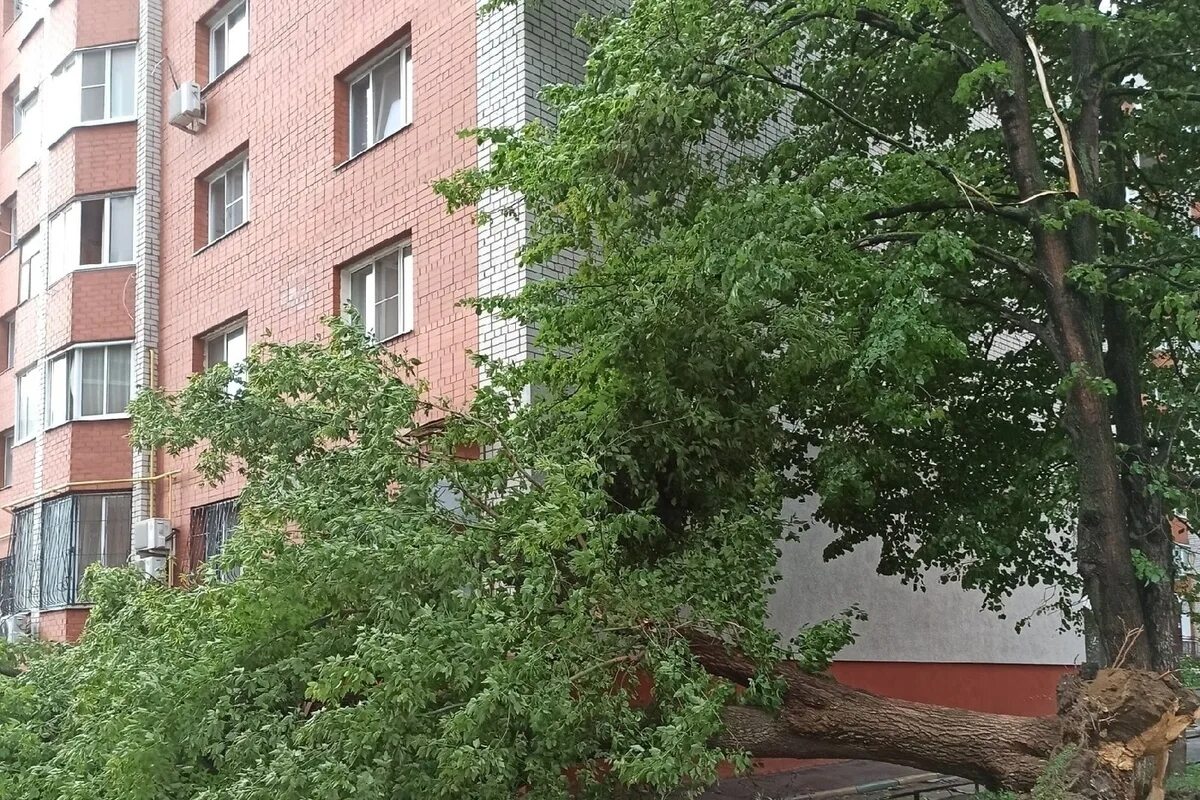 Ураган в рязани вчера. Ураган в рязани. Ураган в рязани. Костычева 11 рязань. Ураган в рязани.