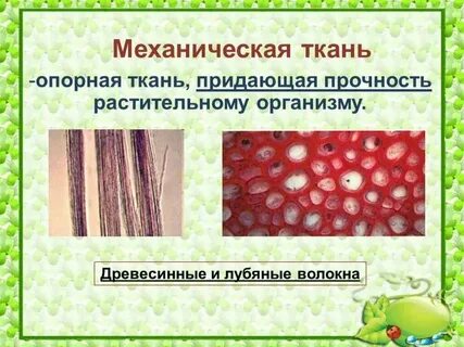 Механическая ткань биология 6 класс таблица