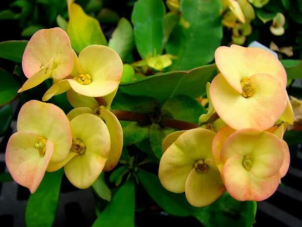 Молочай миля желтый. Euphorbia milii. Молочай миля голландский.