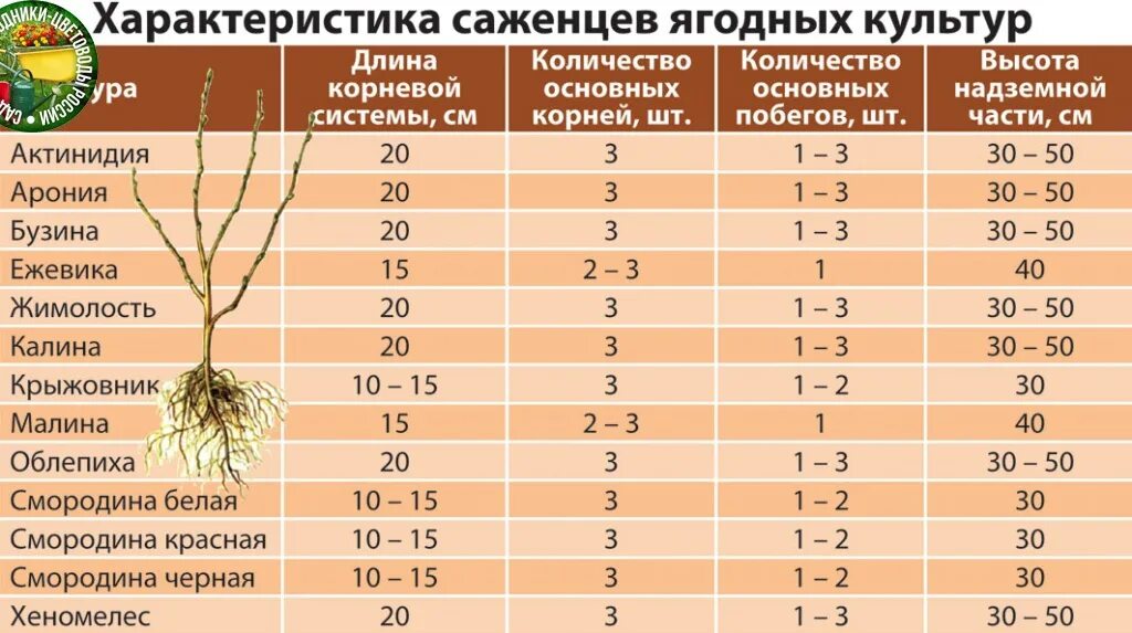 Через сколько нужно пересаживать