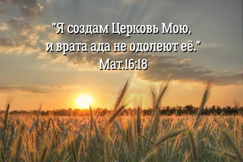 Рожь колосится