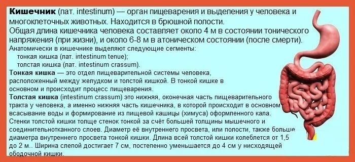 Боль в животе перед дефекацией