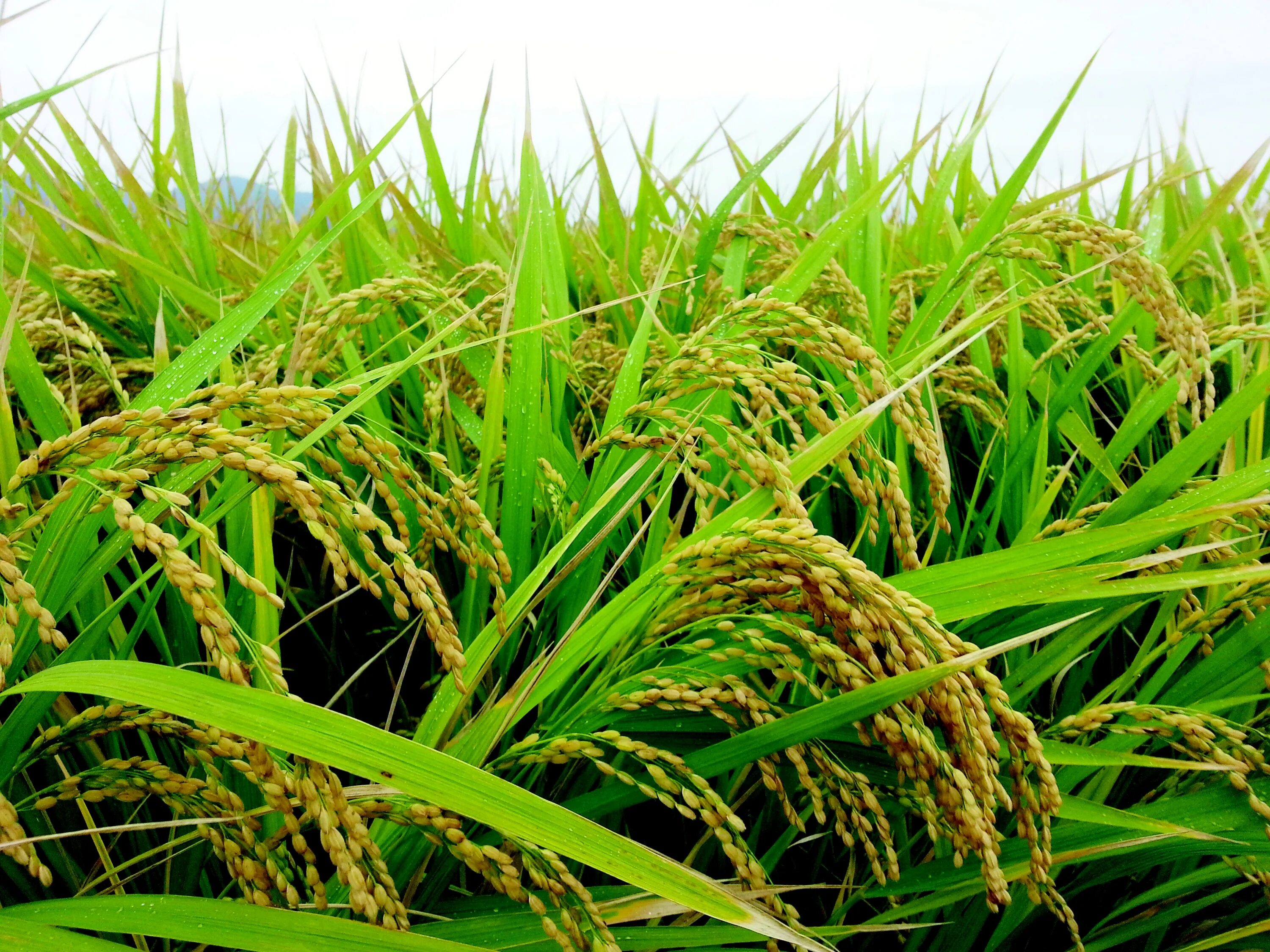 Рис Падди. Поля риса Падди. Рис растение. Рисовое растение. Harvest plants