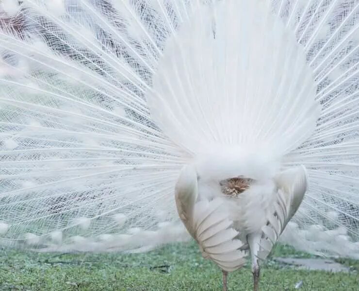 При низких температурах воздуха птицы распушают перья. Птица с красивым хвостом веером. Белый Павлин арт. Павлин альбинос картинки.