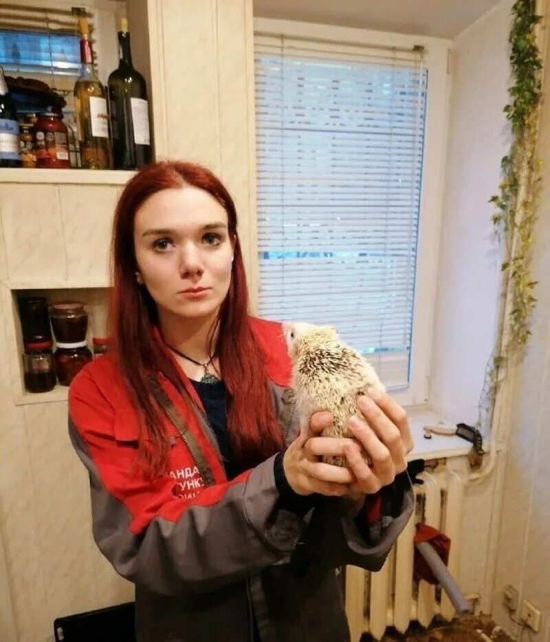 Достань ежа. Ежик застрял. ежик застрял в батарее. еж на батарее. доставай ежа.