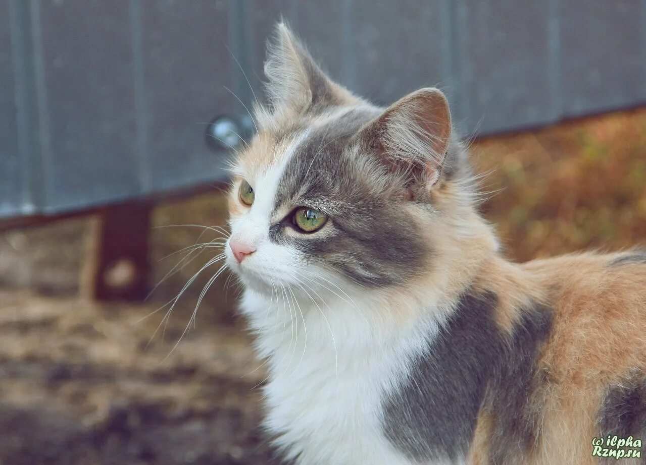 Кошка окрас серо бело рыжий. Сибирская кошка трехцветная длинношерстная. Рыже серая кошка. Серо бело рыжая кошка. Серая трехцветная кошка.